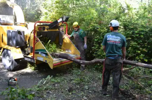 tree services Cherry Creek